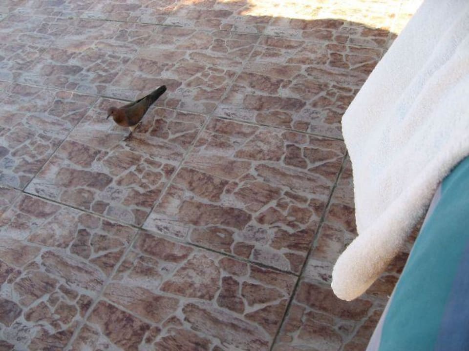 Ptak Pickalbatros Aqua Blu Resort - Sharm El Sheikh