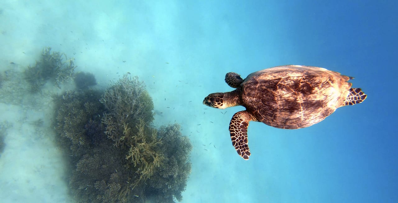 Strand Pickalbatros Citadel Resort