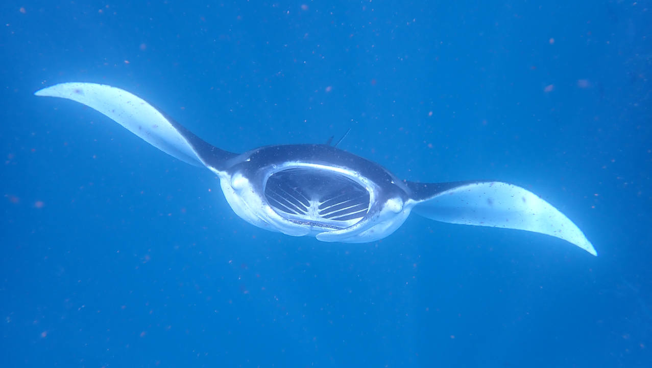 Sport & Freizeit NH Collection Maldives Reethi Resort