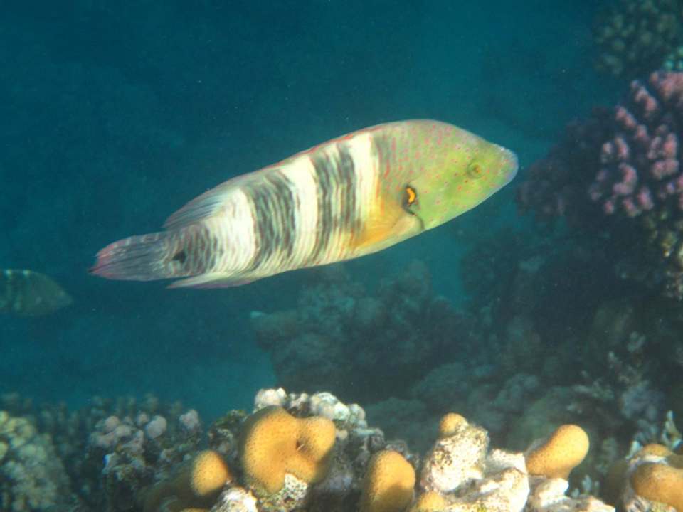 Hausriff Arabia Azur Resort