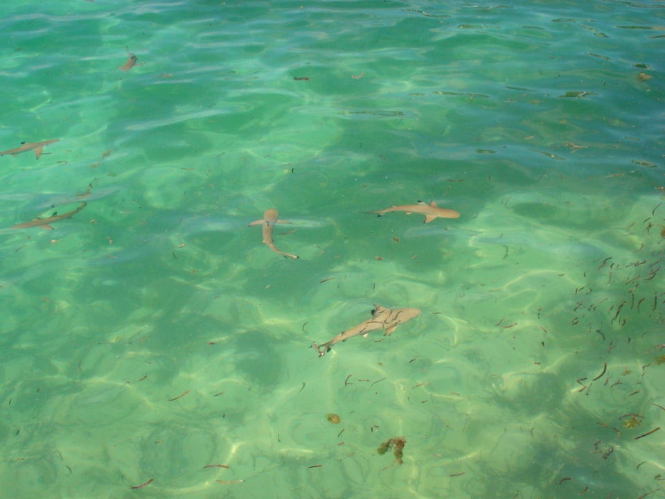 Kleine und ungefährliche Haie Adaaran Select Hudhuran Fushi - Premium All Inclusive