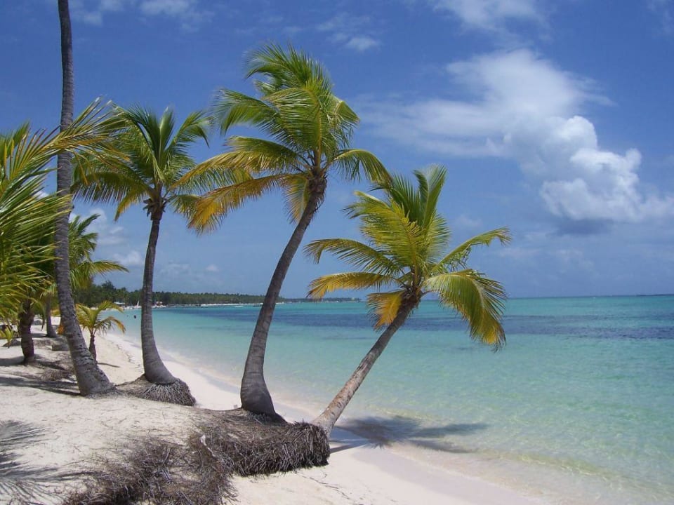 Palmenstrand Punta Cana Barcelo Bavaro Beach - Adults only