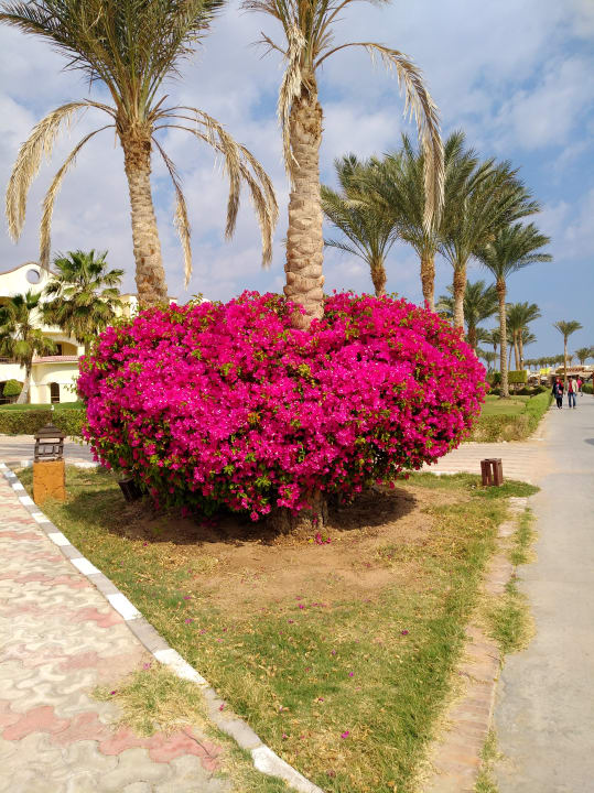Gartenanlage Pickalbatros Royal Moderna Resort-Sharm El Sheikh