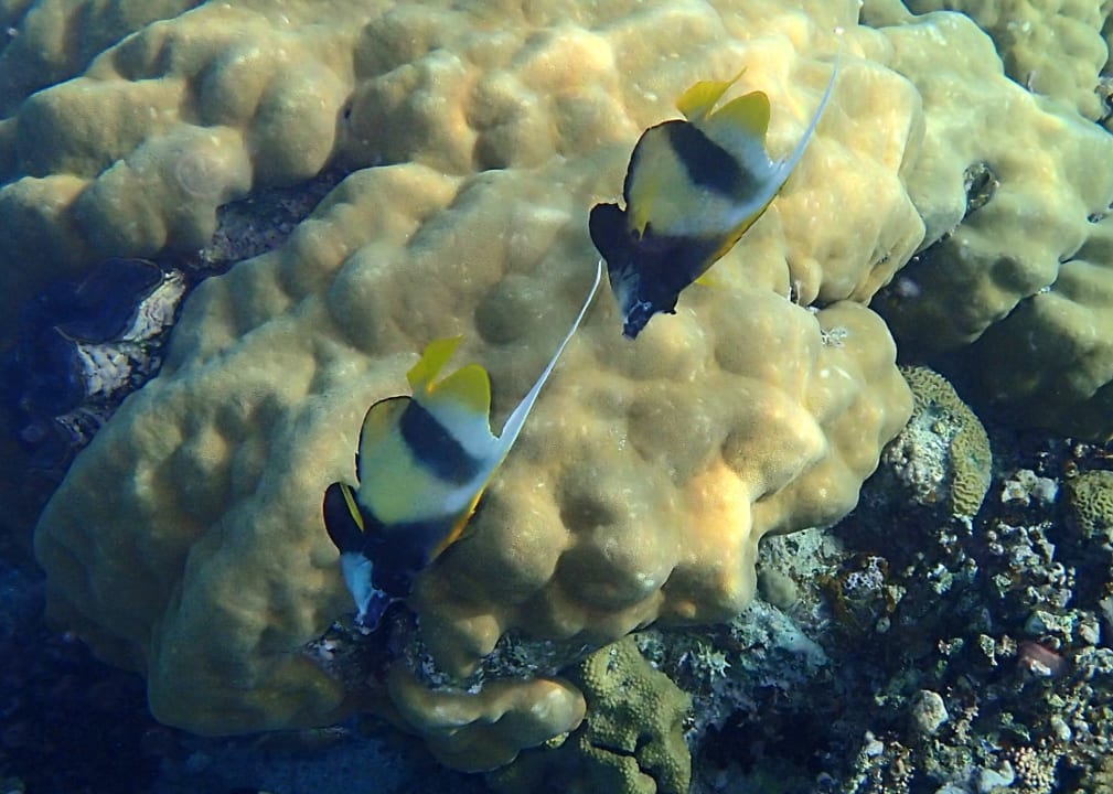 Sport & Freizeit Premier Le Reve Hotel & Spa