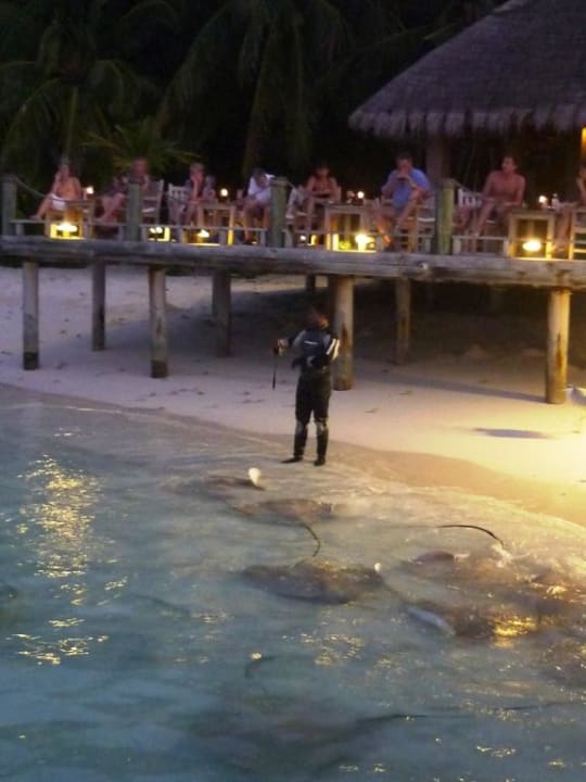 Rochenfütterung Kuramathi Maldives