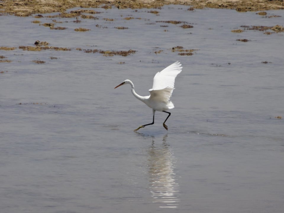 Fischreier Grand Makadi