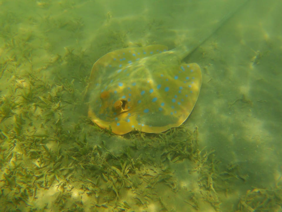 Sport & Freizeit Steigenberger Coraya Beach - Adults only