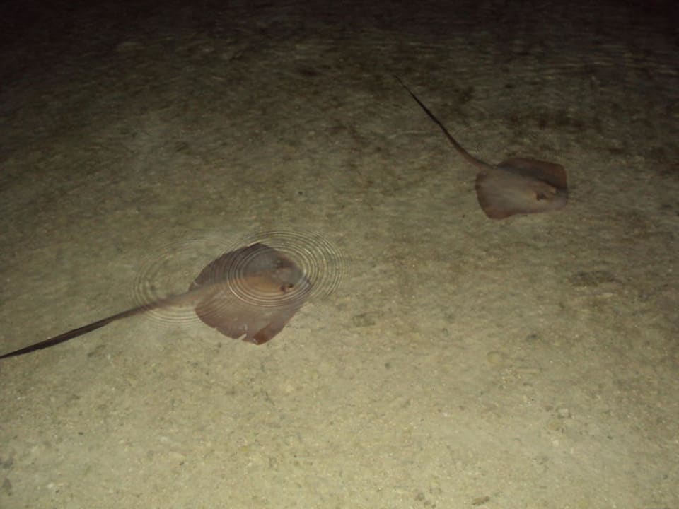 Rochen Cinnamon Dhonveli Maldives