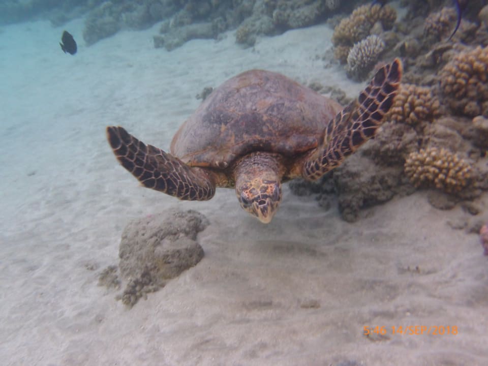 Sport & Freizeit Malikia Resort Abu Dabbab