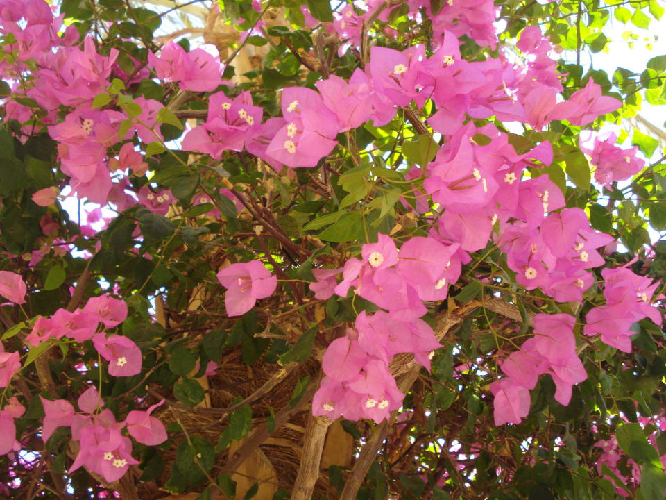 Цветочки Amwaj Beach Club Abu Soma Resort