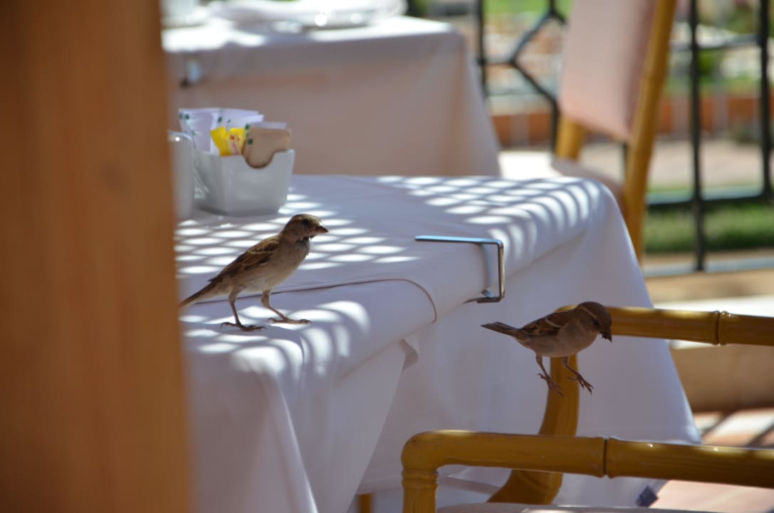 Spatzen im Landeanflug The Cascades Golf Resort, Spa & Thalasso