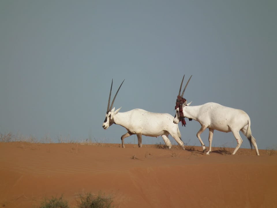 Oryx Antilpoen The Ritz-Carlton Ras Al Khaimah, Al Wadi Desert