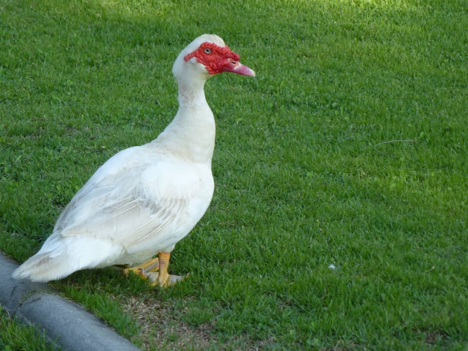 Handzahmer Mitbewohner Dusit Thani Krabi Beach Resort