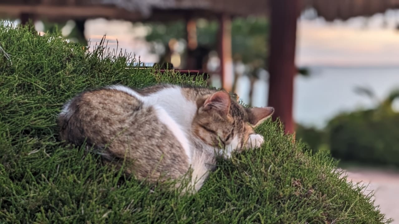 Gartenanlage Hotel Riu Palace Zanzibar