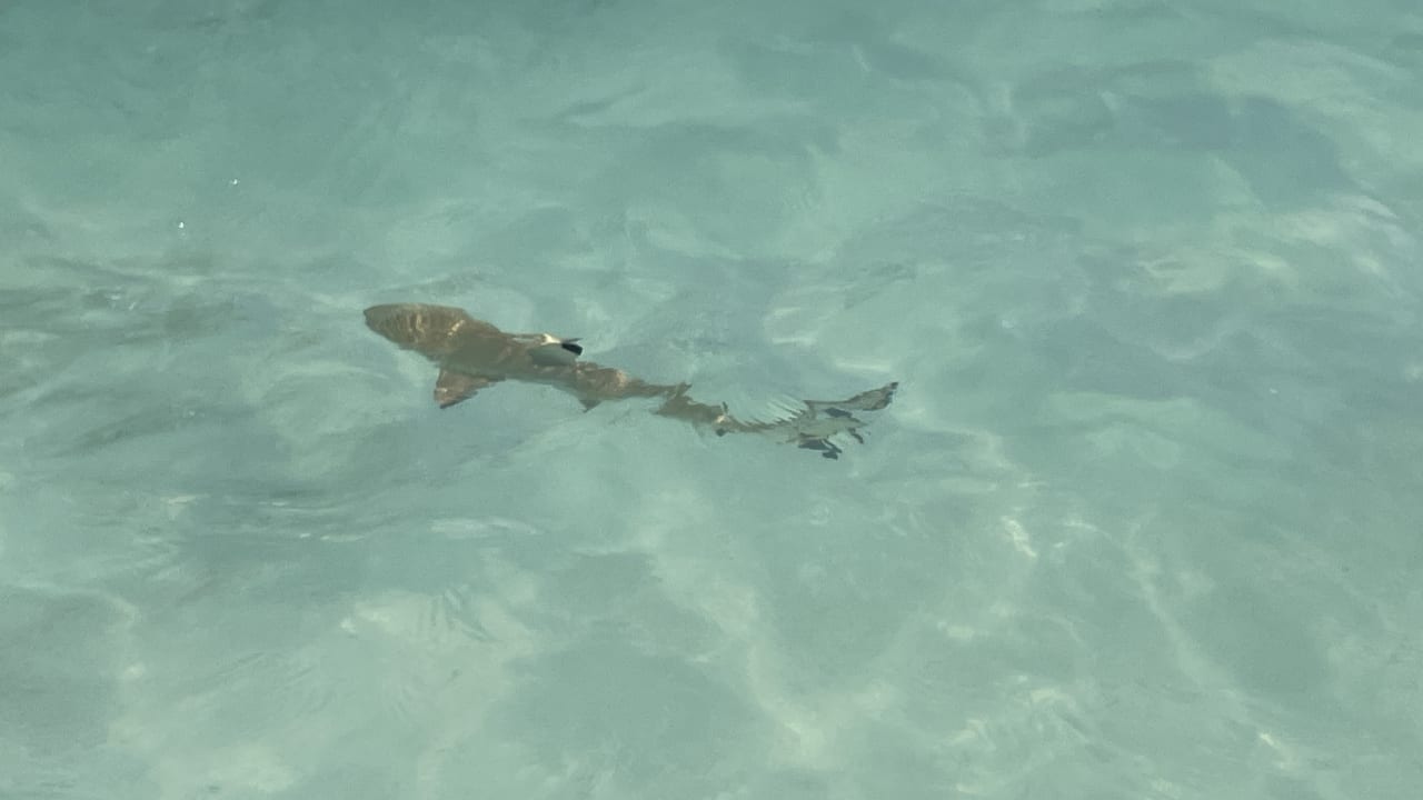 Strand Safari Island Maldives