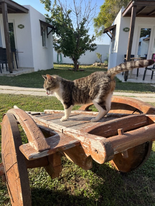 Gartenanlage Gaia Garden Hotel