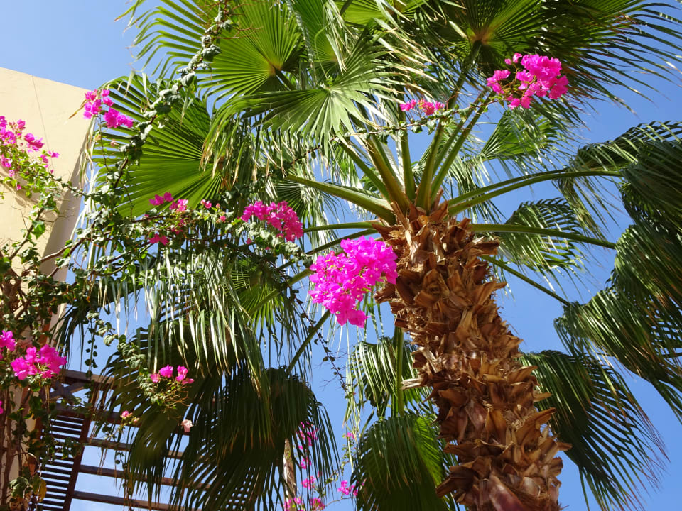 Gartenanlage Steigenberger Coraya Beach - Adults only