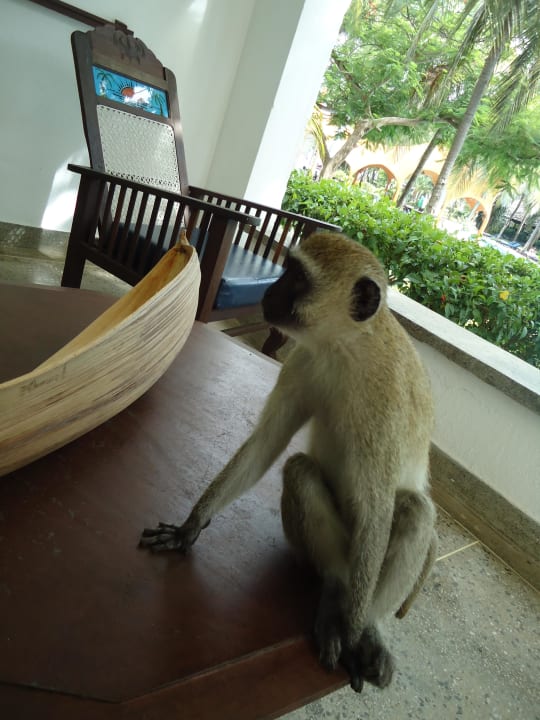 Balkonbesuch Hotel Southern Palms Beach Resort