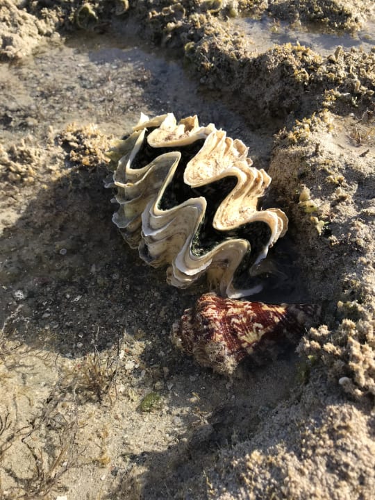 Strand Pickalbatros Sea World Resort - Marsa Alam