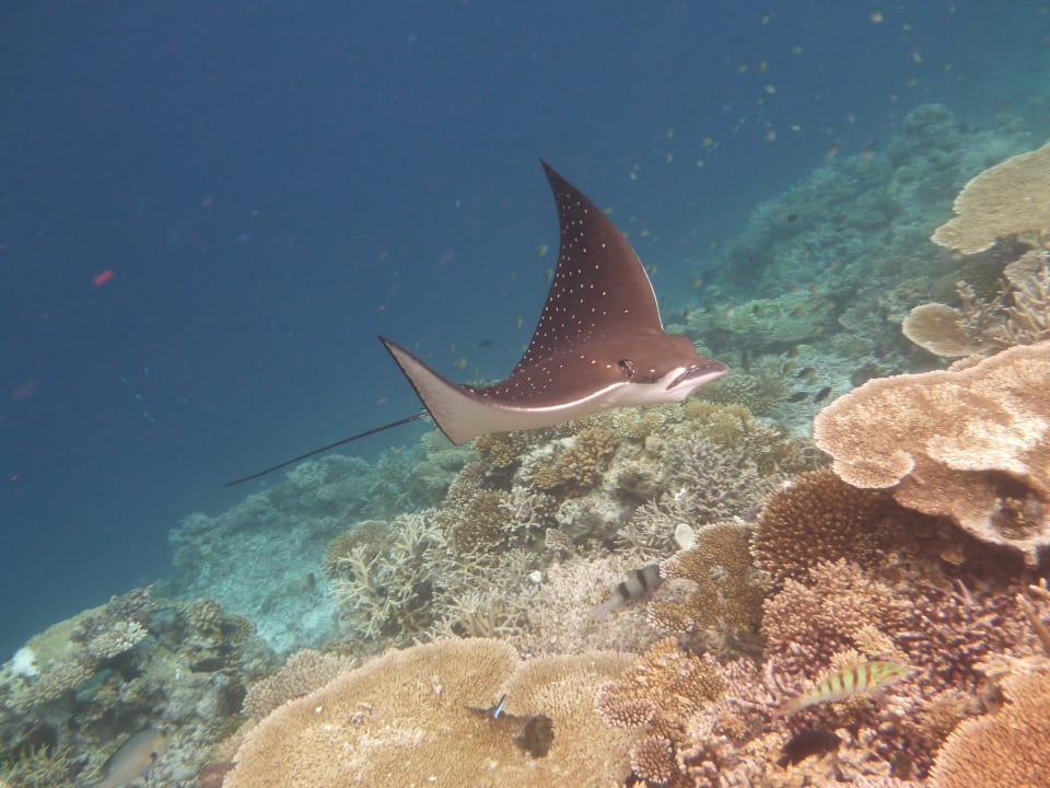  Hotel Thudufushi Resort Diamonds Thudufushi