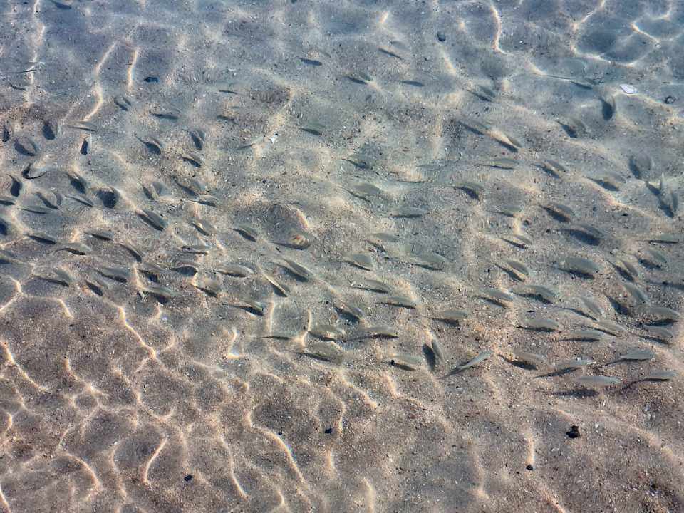 Strand Palm Royale Resort - Soma Bay