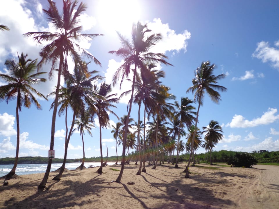 Hotel Grand Palladium Punta Cana Resort & Spa Grand Palladium Punta Cana Resort & Spa