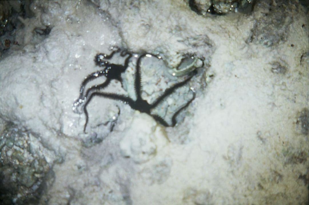 Seesterne ROBINSON SOMA BAY