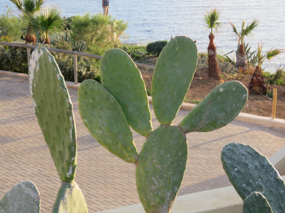 Gartenanlage Seaside A Lifestyle Resort