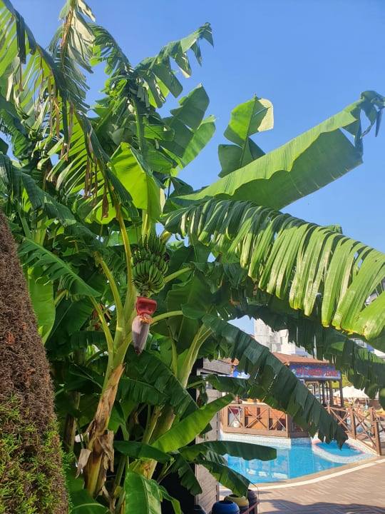Gartenanlage Grand Seker Hotel