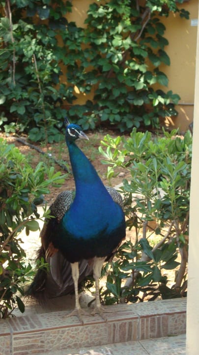 Pfau  Vantaris Luxury Beach Resort