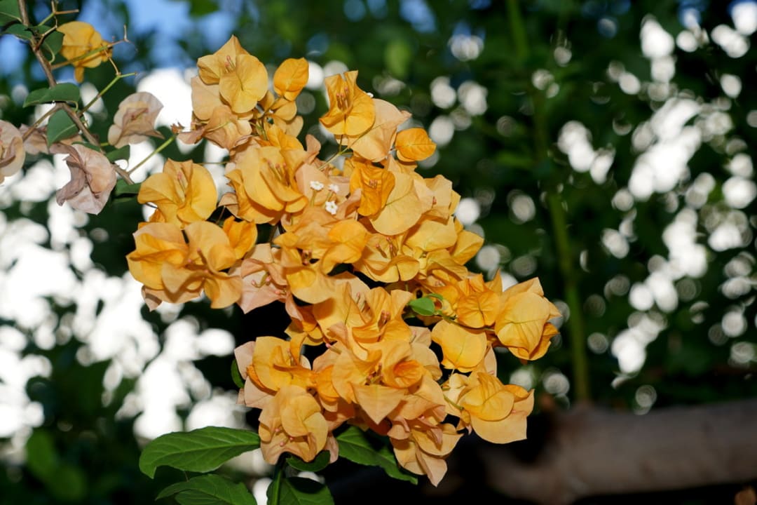 Gartenanlage Maritimo Beach Hotel