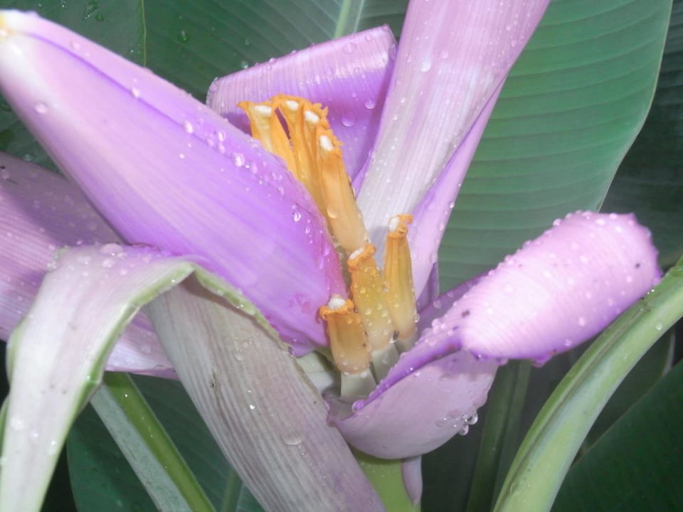 Flower Hotel The Racha