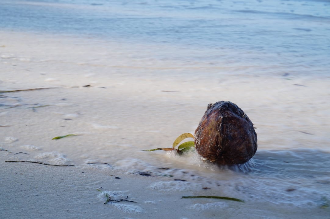 Kokosnuss TUI Blue Bahari Zanzibar