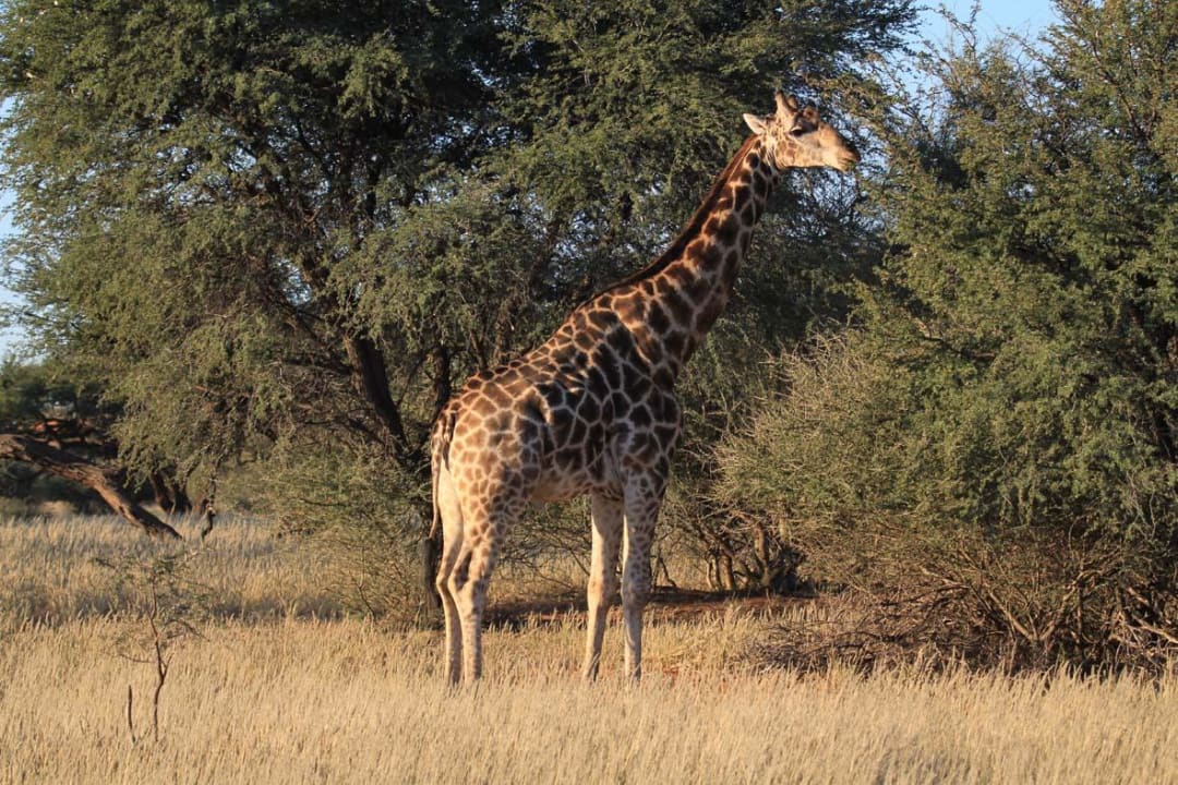 Giraffe Game Drive der  Lodge am Abend Camelthorn Kalahari Lodge