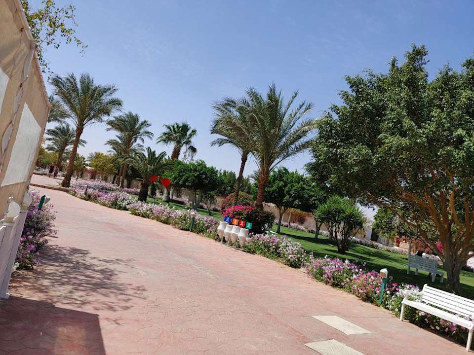 Gartenanlage Desert Rose