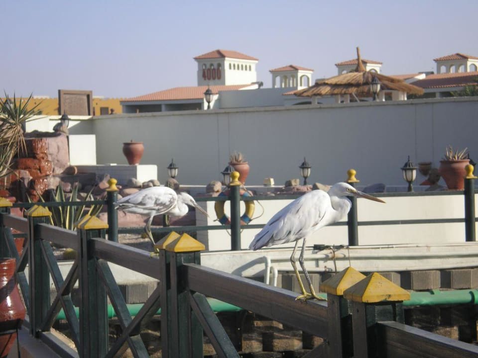 Hotelanlage Pickalbatros Dana Beach Resort - Hurghada