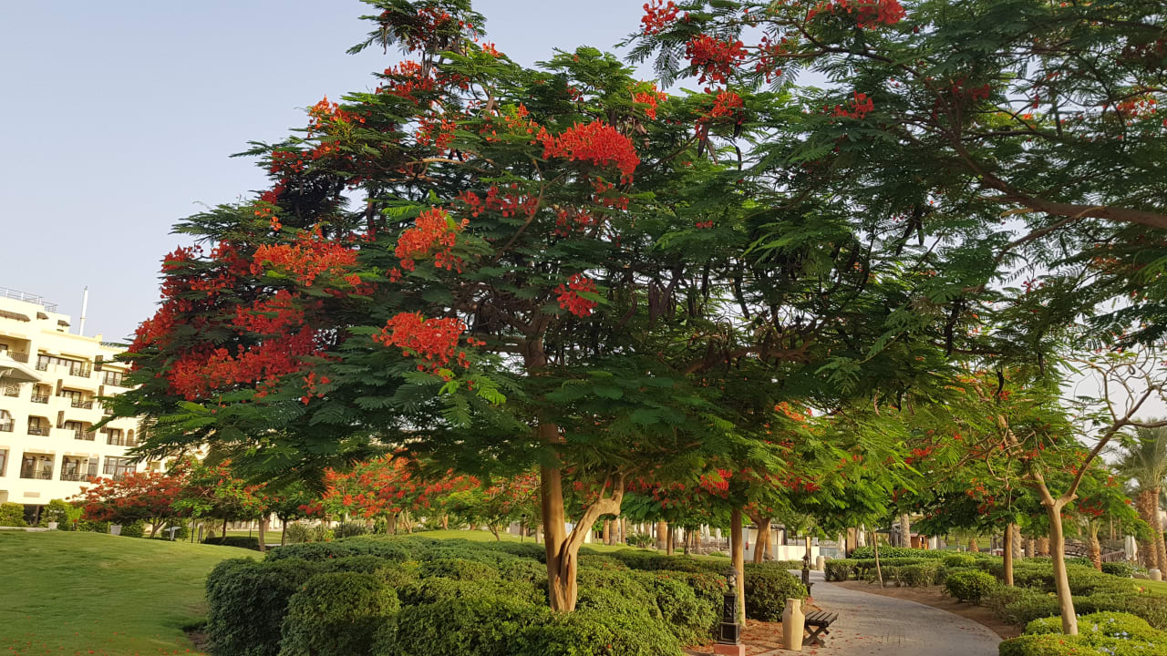 Gartenanlage Steigenberger ALDAU Beach Hotel