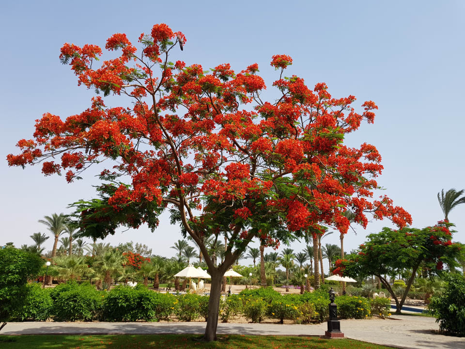 Die blühende Pracht.  Steigenberger ALDAU Beach Hotel