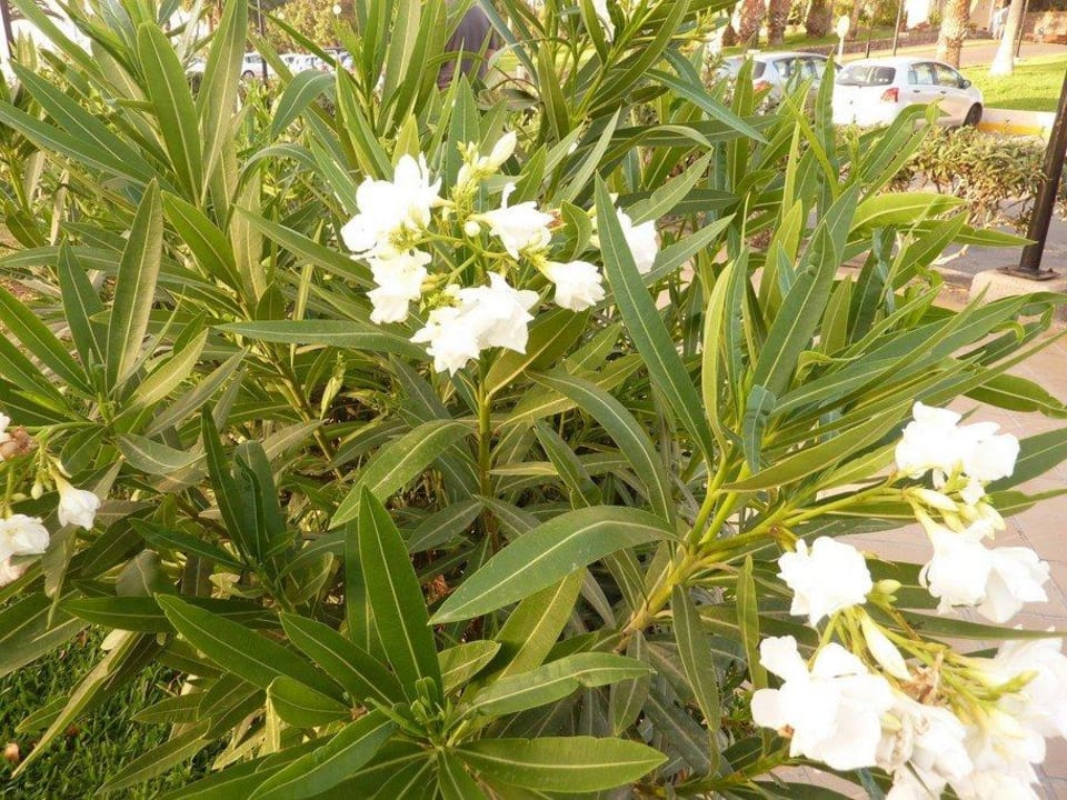 Hotelanlage und Resort Hotel Riu Oliva Beach - Hotel