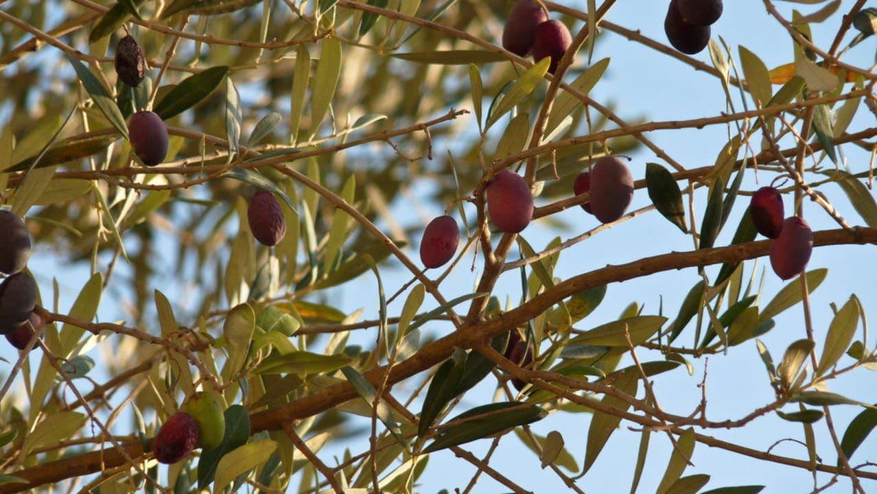 Olivenbäume im Garten Prinsotel La Dorada