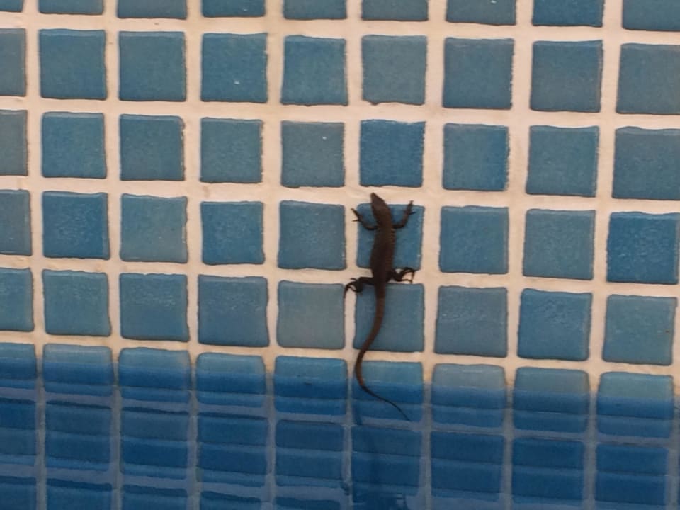 Eidechse an der Wand zur Insel Seaden Sea World Resort & Spa