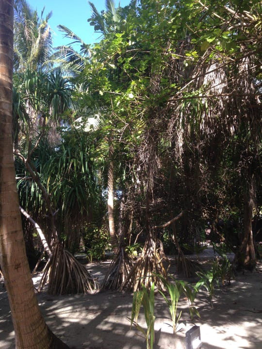 Sieht ganz schöne dschungelig aus... Adaaran Select Meedhupparu Island Resort - Premium All Inclusive