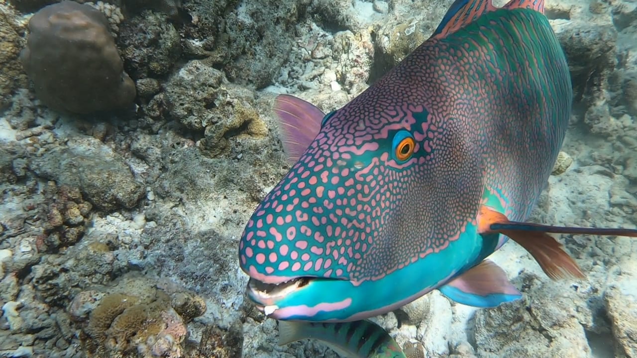 Sport & Freizeit NH Collection Maldives Reethi Resort