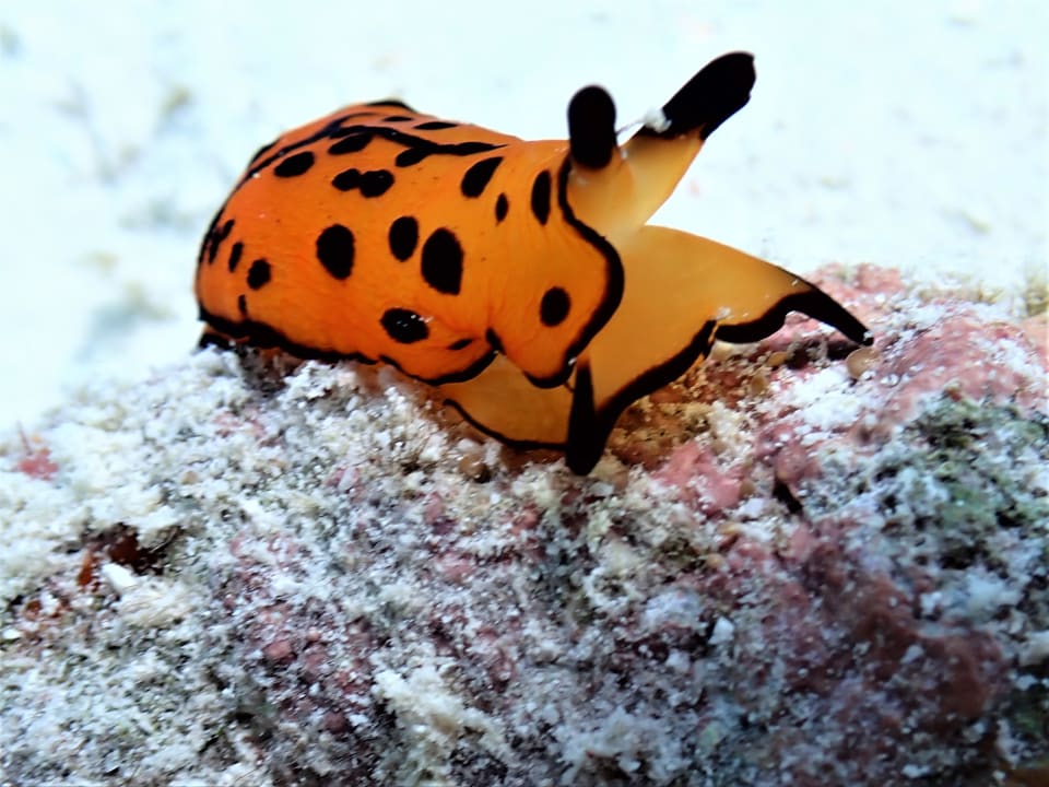 Sport & Freizeit NH Collection Maldives Reethi Resort