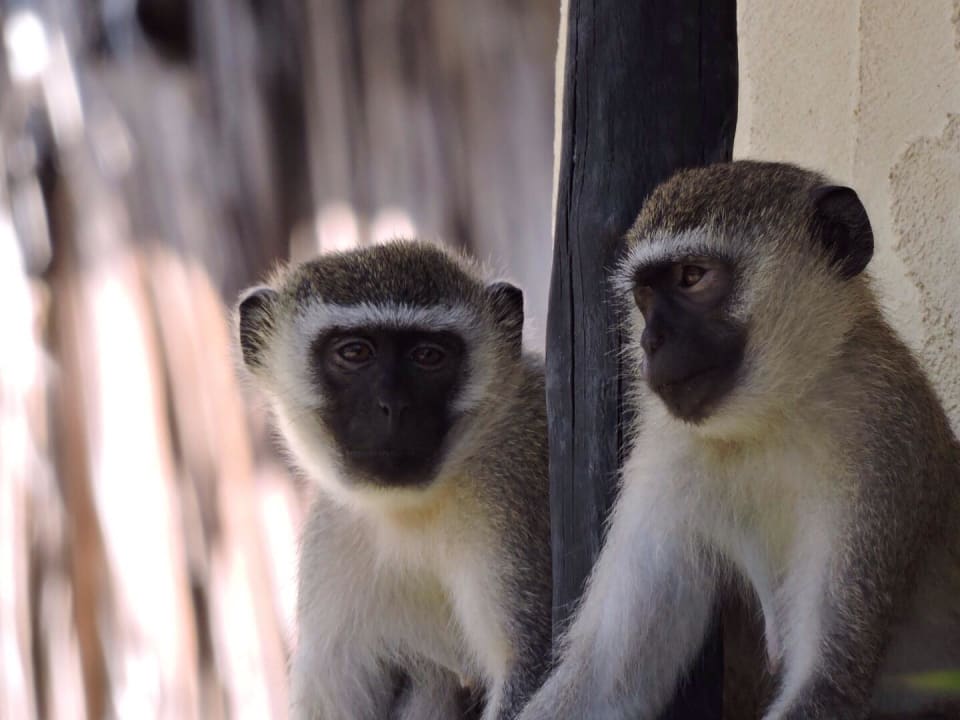Affen in der Gartenanlage Bahari Beach Hotel
