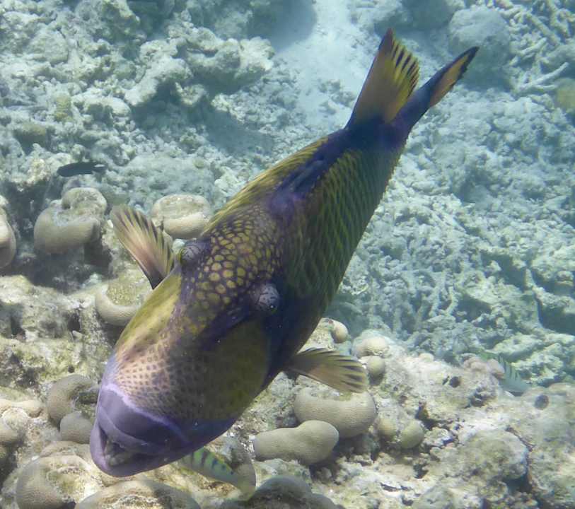 Strand Vilamendhoo Island Resort & Spa