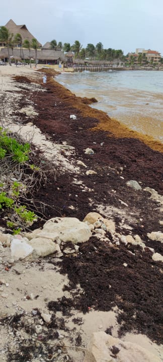 Strand Catalonia Riviera Maya & Catalonia Yucatan Beach