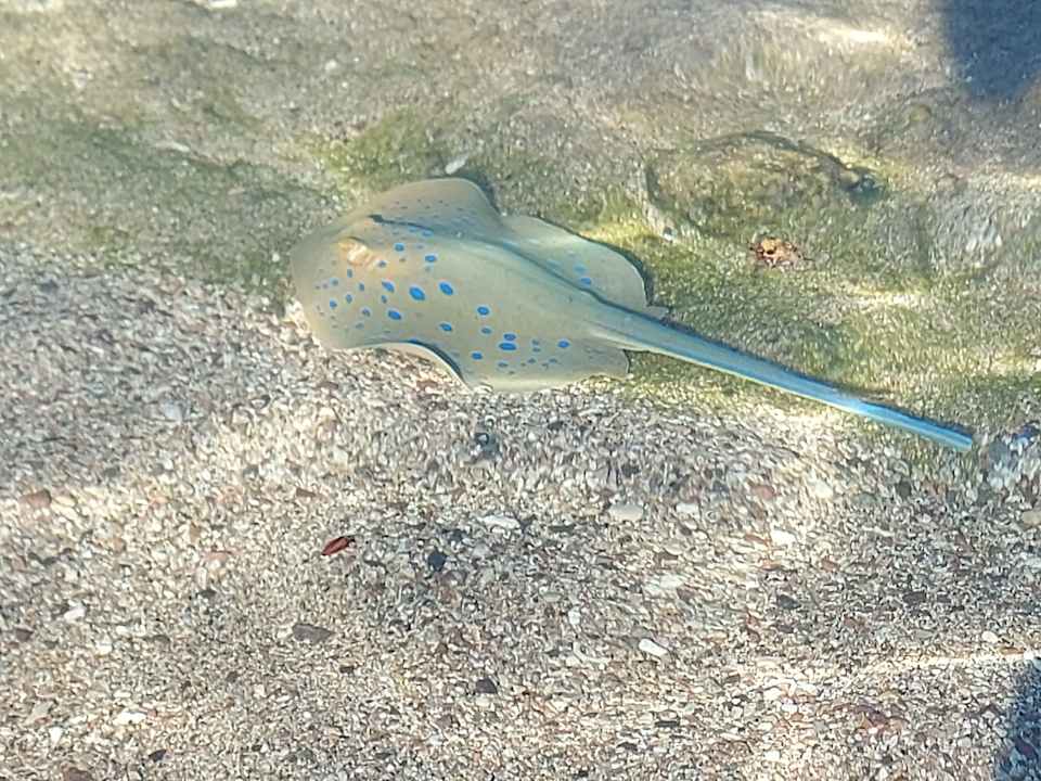 Strand Coral Sun Beach