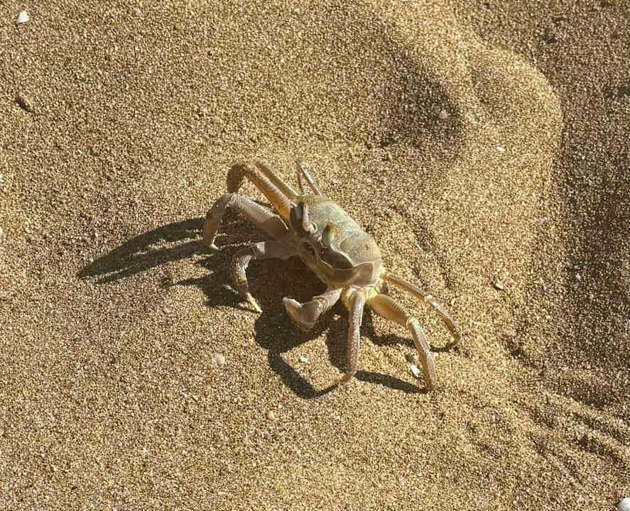 Strand allsun Numa Club Side