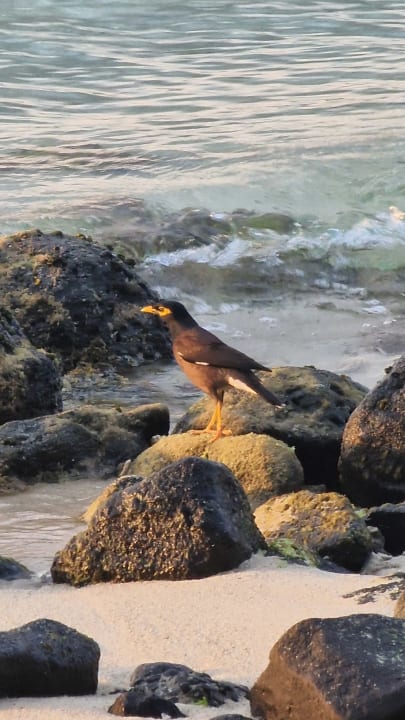 Strand Paradis Beachcomber Golf Resort & Spa